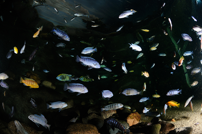 The taxonomy of many African Cichlid groups has presented challenges to science, so much so that the term ‘species flock’ has been used to describe some populations in recognition of their currently ongoing adaptive radiation.