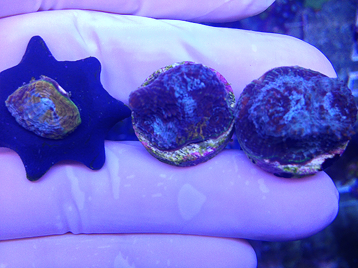These three frags are from the same colony. Some areas of the colony had higher percentages of orange and bright green. While frags devoid of bright colors were able to pick them up from other frag kept close by. Acanasthrea have been show to have large Thraustochytrid populations. It is possible that the bright green and orange fluorescent proteins are produced by symbiotic Thraustochytrids, thus explaining the transmissible nature of the color.