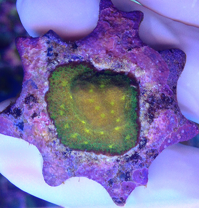 Example of a Psammacora with a green "rainbow" ring. Some of the "Sunset" or "Rainbow" varieties of coral exhibit transitional color along the edge of the colony. These colors being predominantly green, which may be higher populations of Thrasuatochytrids growing closer to the substrate.