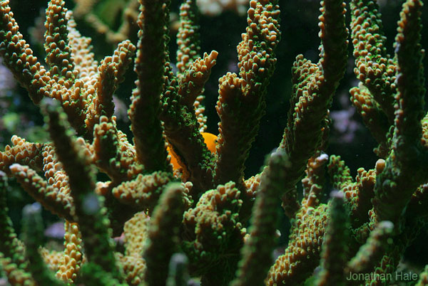 A pair of Gobiodon okinawae hosts in a colony of Acropora yongei.