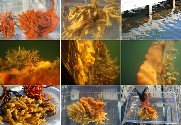 Red Beard Sponge and Breadcrumb Sponge as they occur in New York waters. Photographs by Kathy C. – Barnum Island – New York City.