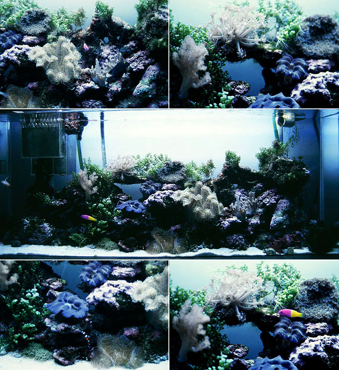The author's first reef tank, circa 1993.