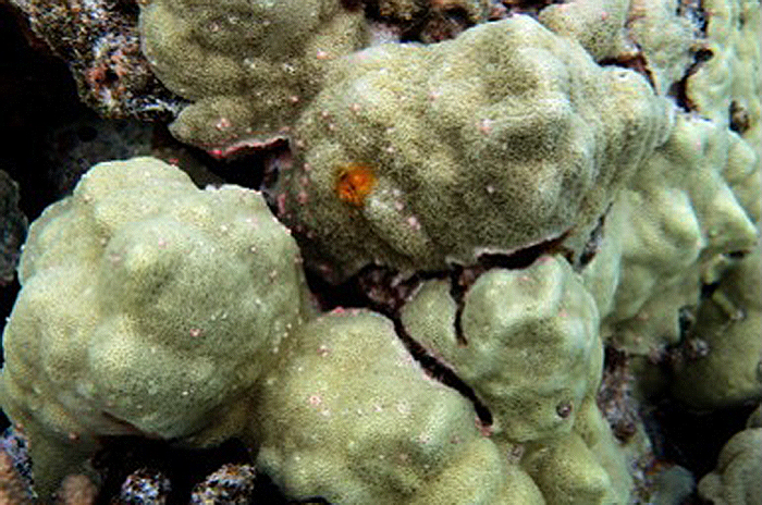 Figure 1. Porites corals are very common in Hawaii, and are often the predominant coral in shallow water.