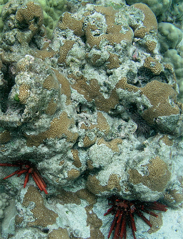 Figure 1. Leptastrea bewickensis, Kahalu’u Bay, Big Island of Hawai’i. Photo by Dana Riddle.
