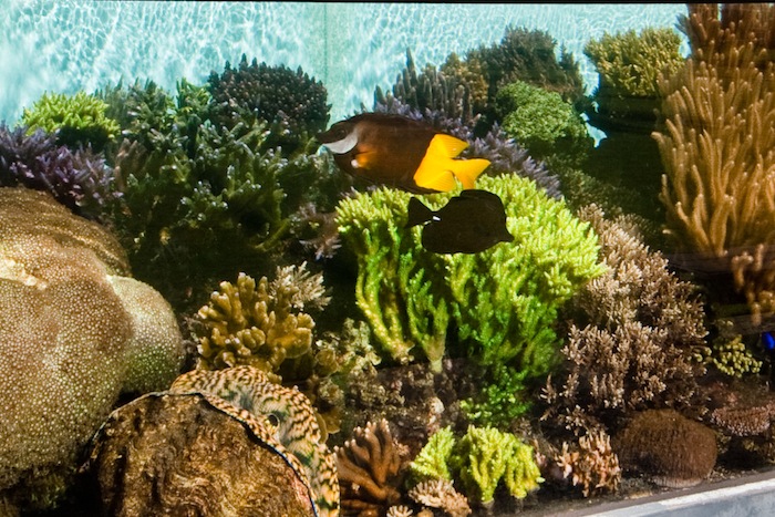 Siganus uspi, the oldest fish at the Waikiki Aquarium, 26 years and counting. Photo: J. C. Delbeek.