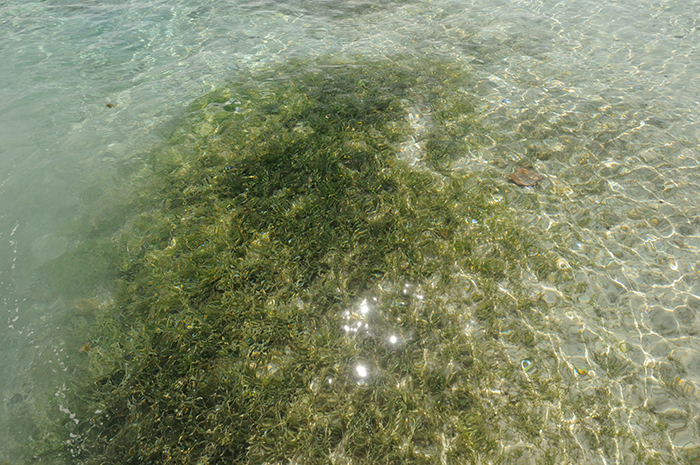 A mosaic of Caulerpa species, Halophila ovalis and filamentous algae which help trap sediment and stabilise the sand.