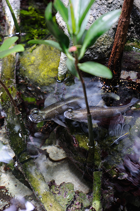 Anableps – the Four-Eyed Fish swim amongst roots at the Hornimann.