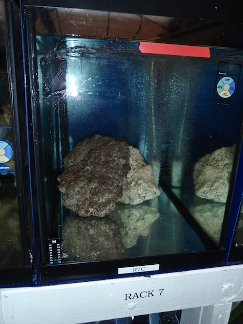 A 20 gallon aquarium with a few chunks of live rock is sufficient to quarantine many small fishes.