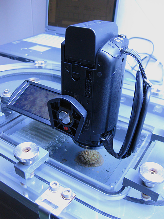 The effects of water flow on coral feeding can be studied using video cameras.