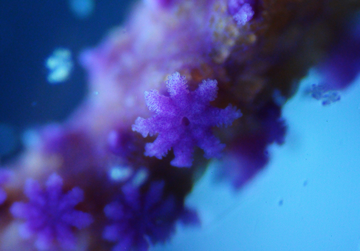 The microscopic pinnules on the tentacles of these gorgonian polyps may be used to filter pico- and nanoplankton from the flowing water, including bacteria, algae and protozoa. 