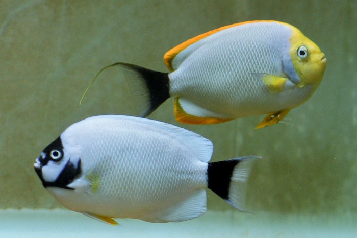 This large mature pair of masked angelfish clearly show the differences in appearance between the make and female. Photo by Chung Wing Hung.