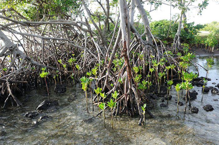 Mangrove forests can be present in any tropical region, but are highly variable.