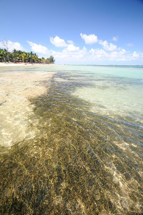 A tropical sea grass community, in this case Halophila ovalis. These habitats can trap sediment and process nutrients into biomass that through the actions of the tides can find its way onto the reefs for consumption by fish. I have often witnessed several fishermen collecting 'weed' from this and other habitats to bait fish traps at sea.