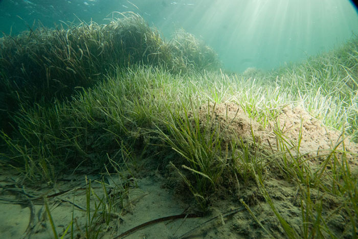 A typical sub tropical sea grass community – again note the sediment trapping within the grasses’ rhizomes. This habitat in the Adriatic can host species as diverse as meter high Pen Shells to sea horses and in a wider global setting provide grazing for marine turtles and rare herbivores such as Dugong.