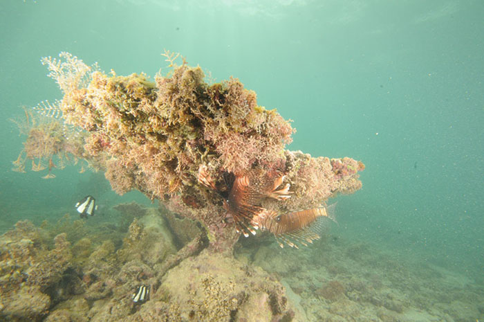 This sorry sight was once a large coral head in the lagoon zone, now silted up and covered in algae. This habitat is the result of a hotel development which has destroyed a thriving fringing reef community. Whilst the lionfish seem content they appear to have little prey for the long term.
