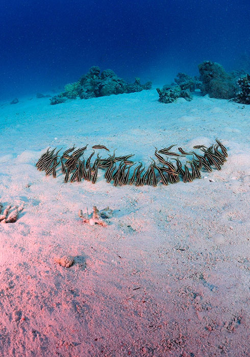 A shoal of juvenile Plotosus lineatus.