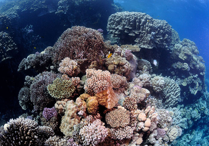 A typical ‘coral garden’ that has developed within the comparative shelter of the back reef.