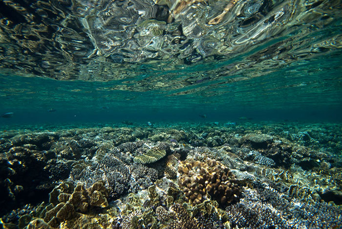This Red Sea reef flat isn’t exposed to too much pounding from the waves and is on the leeward side of the reef structure, hence corals can flourish. Note the Acanthurus sohal in the distance.