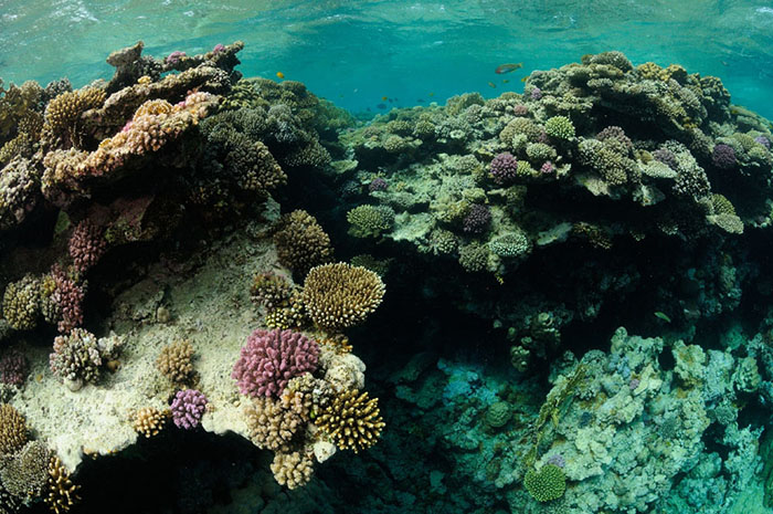 This image demonstrates the complicated structure of many reef crests, with corals overgrowing corals.