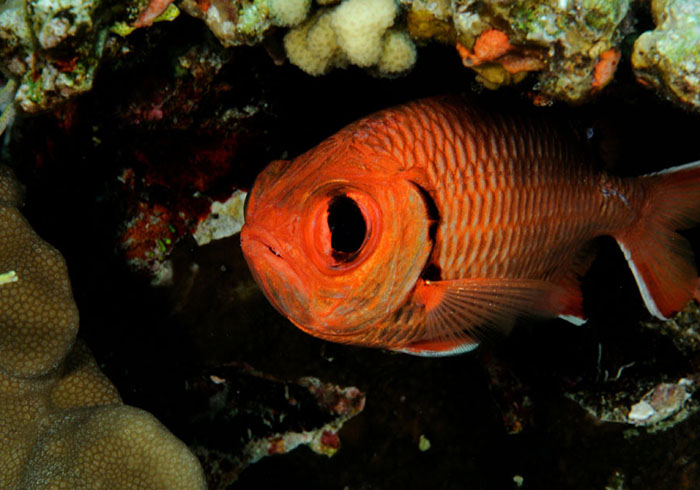 Myripristis murdjan sheltering under coral.