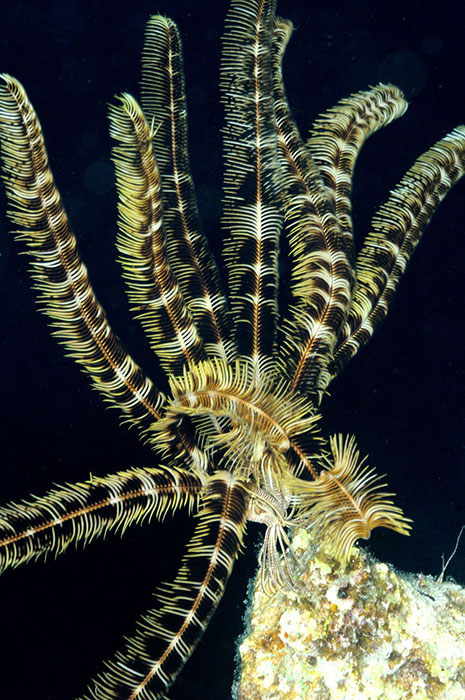 This feather star has chosen a rocky pinnacle on the wall on which to settle before unfurling its ‘arms.’