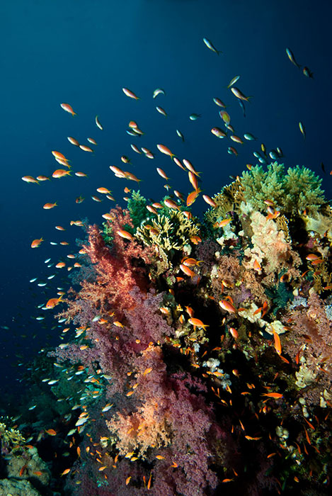 Neptheids on a reef slope.