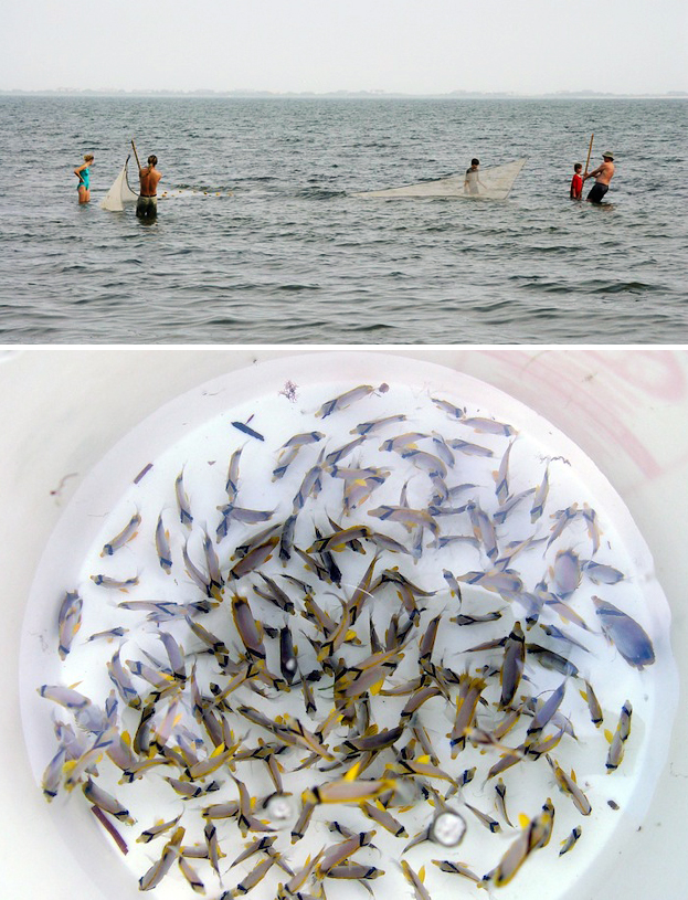 top: Seining for tropicals in Shinnecock Bay. bottom: A nice haul of spotfin butterflyfish, Chaetodon ocellatus.