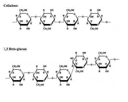Cellulose, the major component of wood and vegetable fiber, is made of chains of glucose molecules connecting the #1 carbon of one glucose to the #4 carbon of the next. Beta-glucan uses the same linkage, but with an occasional 1-3 linkage thrown in, giving the molecule a twist.