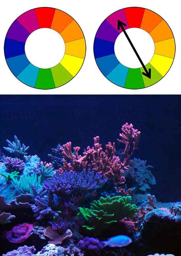 In these examples the Color Wheel of Sir Isaac Newton is shown. From this the complimentary colors of Red and Green can be seen as a diagonal across the wheel. In the last panel a Rose Millipora is bracketed by a green Acropora. Note how the green helps highlight the pink, yet the blue coral to the side appears washed out.