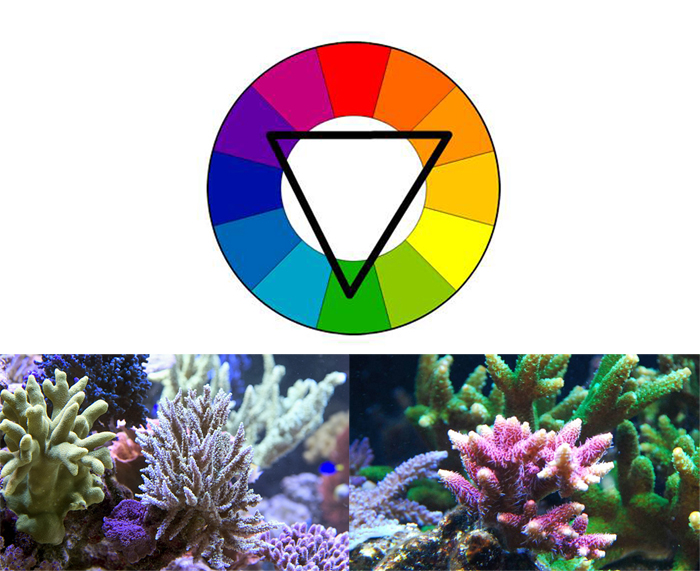 On the color wheel the purple color of the Acropora valida is chosen as one point of an equilateral triangle. The other points lie close to orange and green. Corals with these colors were chosen to bracket the focus coral. In this skillfully created example of the use of Harmonic Triads, Steve Weast has built a vibrant aquascape based upon coral placement and visual impact.