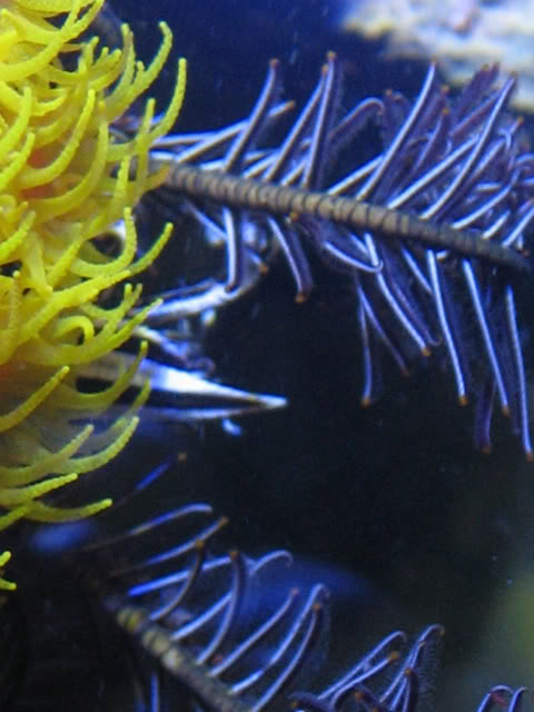 Crinoid with a commensal squat lobster (Allogalathea elegans).