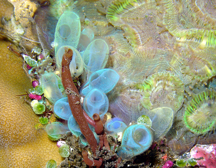 A small group of nearly transparent ascidians, probably Clavelina.