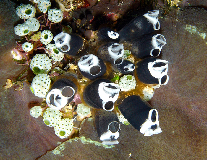 A group of the common Clavelina robusta.