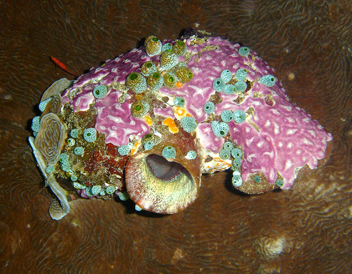 Trzy gatunki ascideans rosnących na innym większym gatunku, wszystkie na żywym koralowcach kamiennych.