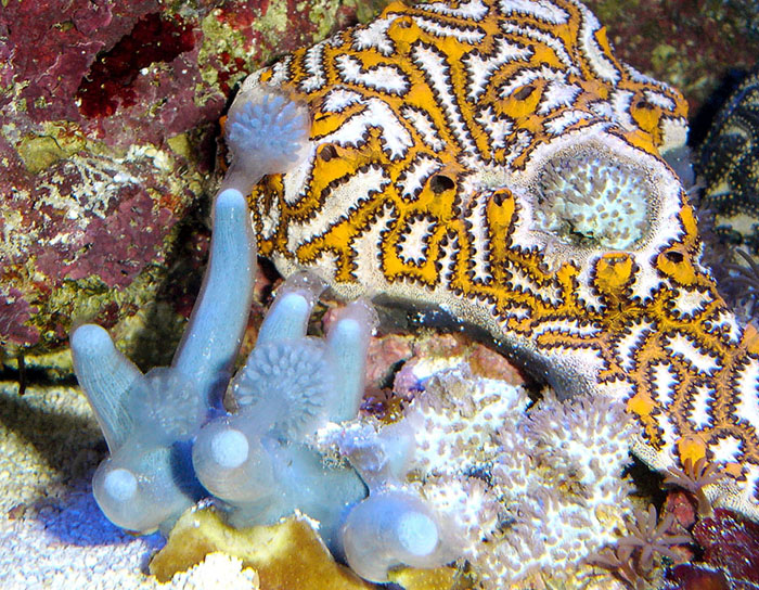 A specimen of the branching blue lollypop tunicate, Nephtheis fascicularis, in the foreground, with a gorgeous specimen of colonial Botryllus behind it.