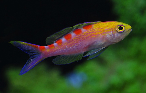 Red Saddled Anthias- Pseudanthias flavoguttatus, Juvenile male.