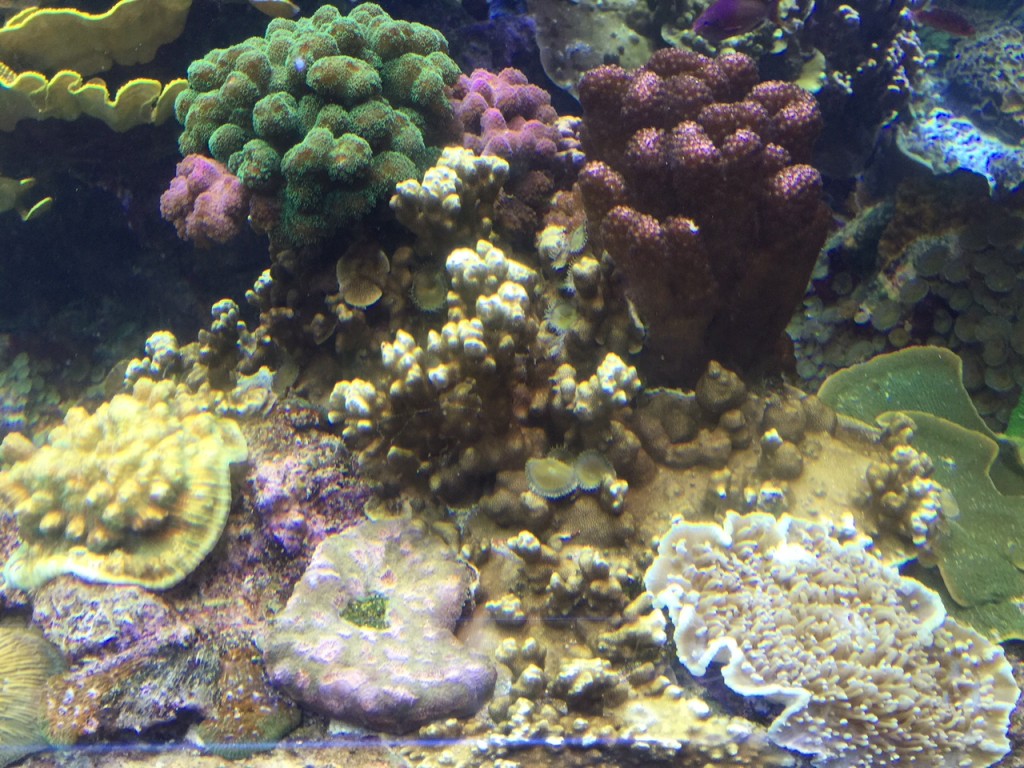 A cluster of interacting coral.
