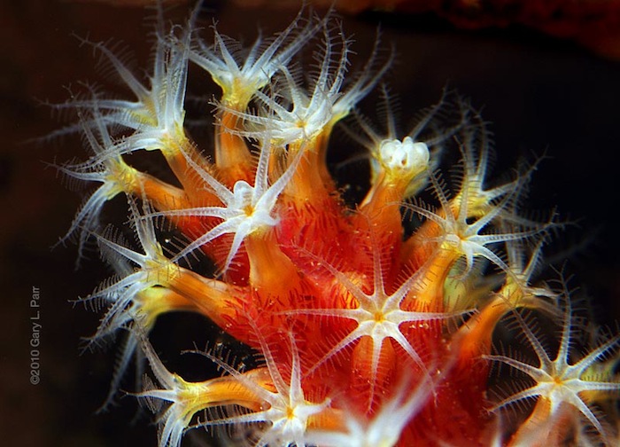 Up close and personal with Nephthyigorgia sp. (Chili Coral). Photo by Gary Parr.