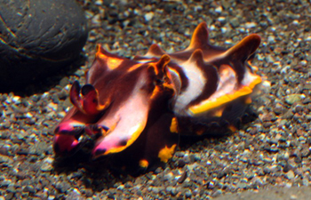 One of Allison's baby flamboyant cuttlefish, Metasepia pfefferi.
