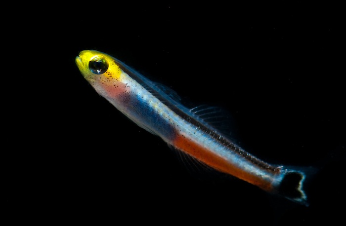 This dwarf Dartfish (Aiolips megastigma) thrived in a quarantine tank with a constant supply of small live foods. Photo: Rich Ross