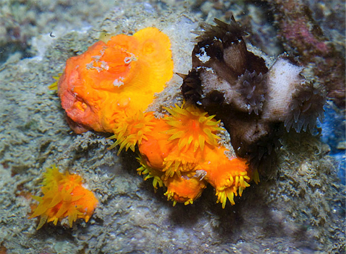 T. diaphana seen alongside a possible T. coccinea, from a Singaporean cave. Photo by Ria.