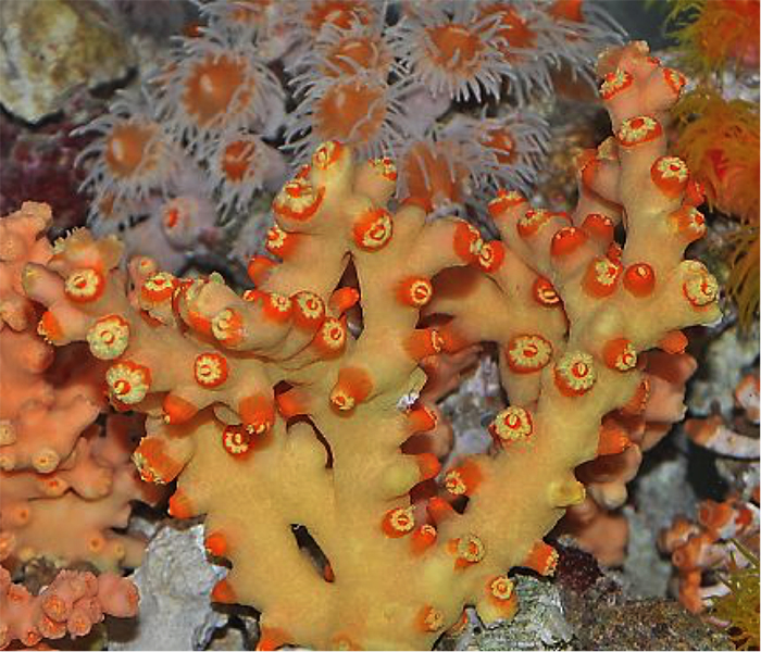 Czy to rzekomy pomarańczowy T. micranthus?  Zdjęcie: Sea Bros.