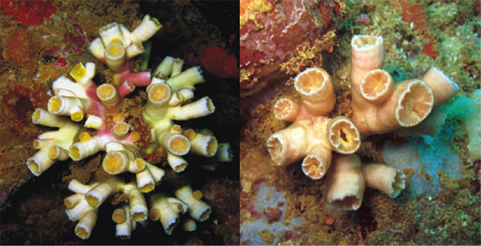 Tubastraea sp. 2 (left) and sp. 1 (right). Photos by Arrigoni et al 2014.