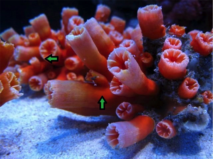 A possible aquarium specimen? Note the branched polyps. Photo by mariusz621.
