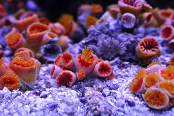Typowy wygląd tego nieopisanego gatunku.  Zdjęcie autorstwa Oceanic Corals.