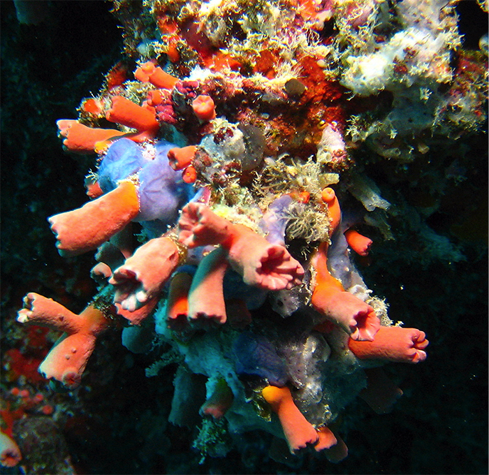 Note the occasional branched polyp in this Maldivian specimen. Photo by Plongez-Pépère.