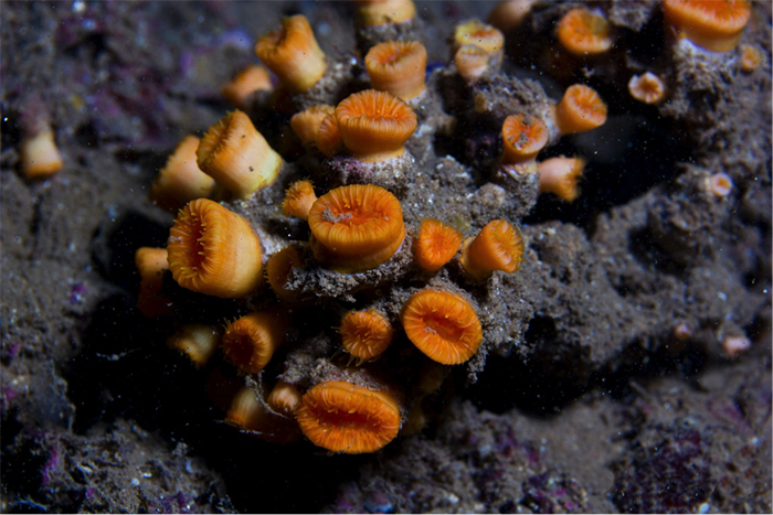 Zwróć uwagę na coenosteum inkrustowane osadem.  Z Hawajów.  Zdjęcie autorstwa ka'alohilohi.