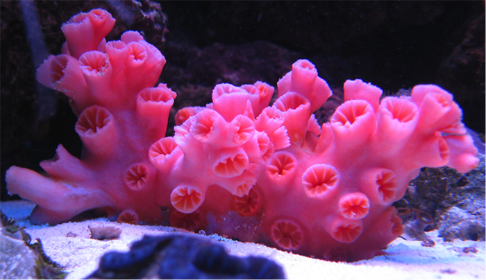 A particularly pink specimen. Photo by spongebobby.