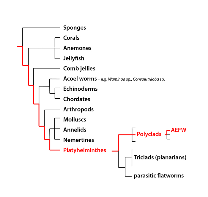 Figure 1. The evolutionary position of the AEFW in relation to other animals. This schematic is a simplified evolutionary tree of our current understanding of animal relationships based on analysis of multiple sequences of DNA.
