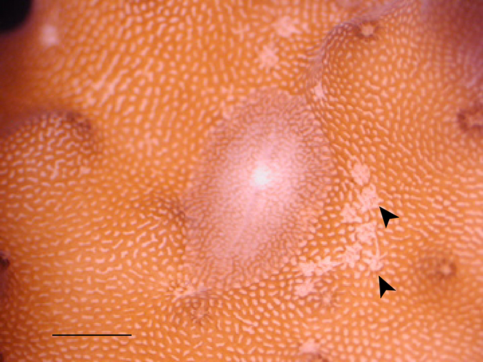 Figure 2. Live AEFW adult on Acropora species with cluster of feeding scars to right (arrowheads) (scale =5 mm).